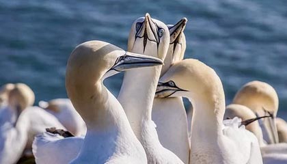 温天鹏向重庆春蕾道歉并获得谅解，拿到了自由身证明