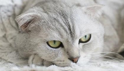 温天鹏向重庆春蕾道歉并获得谅解，拿到了自由身证明